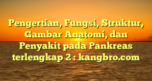 Pengertian, Fungsi, Struktur, Gambar Anatomi, dan Penyakit pada Pankreas terlengkap 2 : kangbro.com